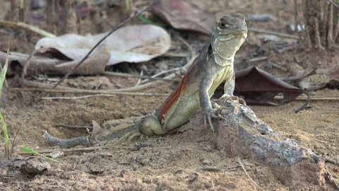 Butterfly Lizard, Cambodia Vidéo 121542789