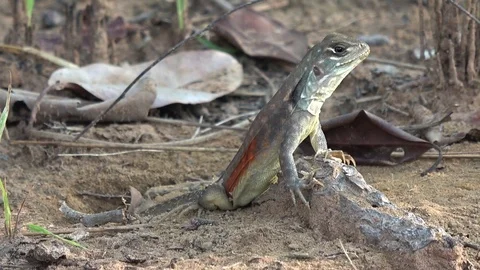 Butterfly Lizard, Cambodia Vídeo Stock 121542827