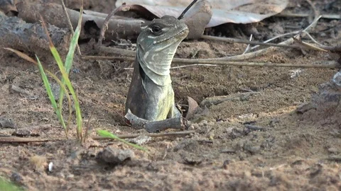Butterfly Lizard, Cambodia Stock-Footage 121542832