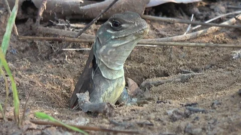Butterfly Lizard, Cambodia 動画素材 121542904