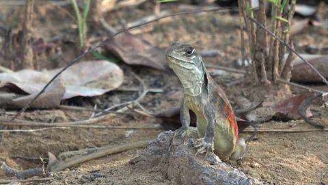 Butterfly Lizard, Cambodia Stockbeeldmateriaal 121542926