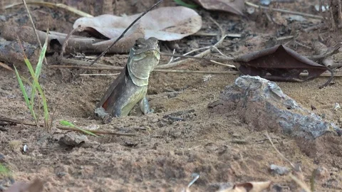 Butterfly Lizard, Cambodia 库存影片 121543006