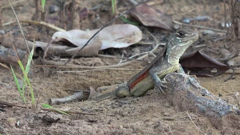 Butterfly Lizard, Cambodia Видео 121543074