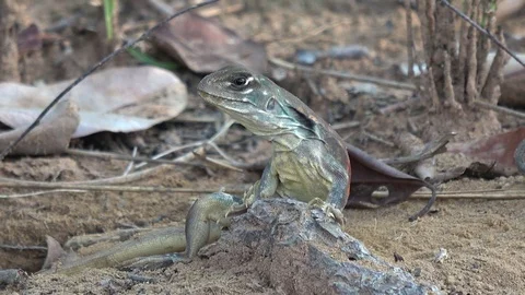Butterfly Lizard, Cambodia Stock Footage 121543108