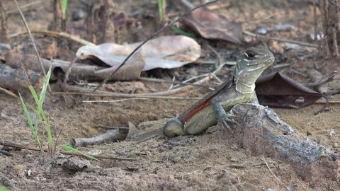 Butterfly Lizard, Cambodia Stock-Footage 121543138