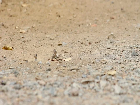 Butterfly lizard , ground lizard on ground and sand Stock Footage
