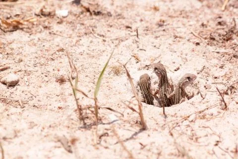 Butterfly Lizard Stock Photos