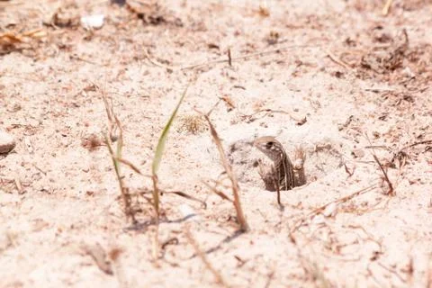 Butterfly Lizard Stock Photos
