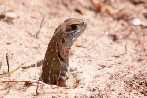 Butterfly Lizard Stock Photos