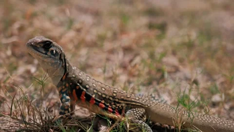 Butterfly lizard resting among dense tropical vegetation, highlighting intricate Stock Footage 318676587