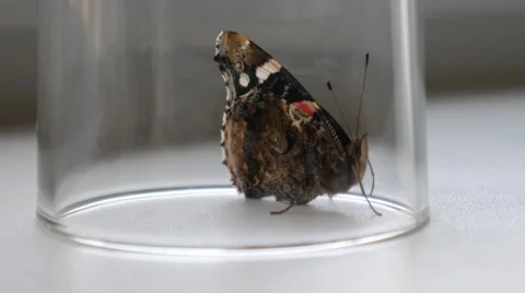 Butterfly in a locked Stock Footage 64347154