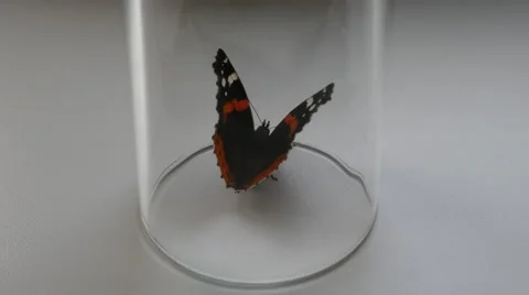 Butterfly in a locked Stock Footage 64349877