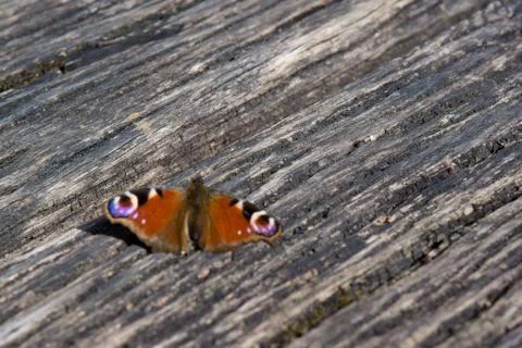 Butterfly on log germany Stock Photos