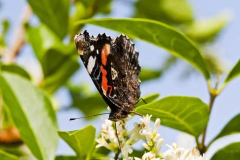 Butterfly looking for breakfast Фото