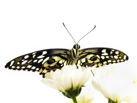 Butterfly looking at camera 스톡 사진