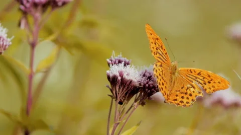 Butterfly looking for nectar on a flower Stock Footage 42148977