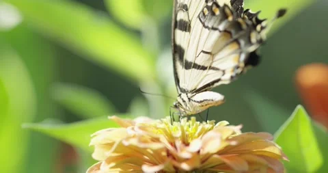 Butterfly Looking for Nectar Stock Footage 130335505