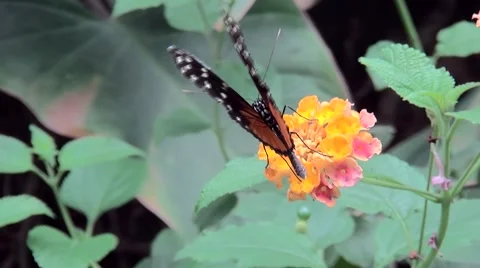 Butterfly looking for nectar. (Heliconius hecale).  Stock Footage 68113282