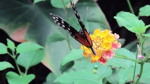 Butterfly looking for nectar. (Heliconius hecale).  Stock Footage 83092423