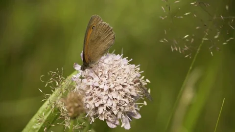 Butterfly Looking For Nectar With Small Insect Macro 4K Stockbeeldmateriaal 85268500