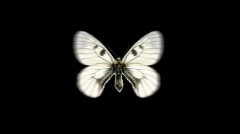 Butterfly Loop #11 Top View 库存影片 7762448