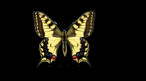 Butterfly Loop #14 Top View 库存影片 7762765