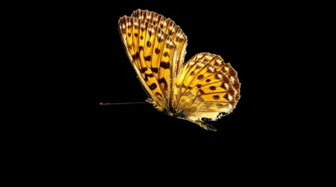 Butterfly Loop #15 Side View 库存影片 7762776