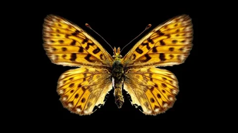 Butterfly Loop #16 Top View 库存影片 7762788