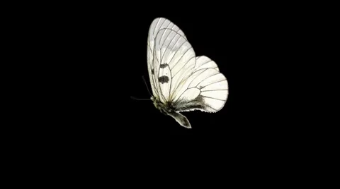 Butterfly Loop #9 Side View 库存影片 7762433