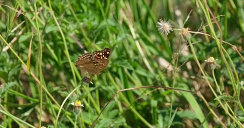 A butterfly with lovely patterns seen on top of a flower as it feed on it, Stock Footage 277012302