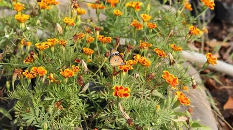 Butterfly lovers in the garden Stock Footage 10799643