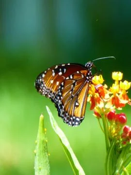 Butterfly at lunch Stock Photos