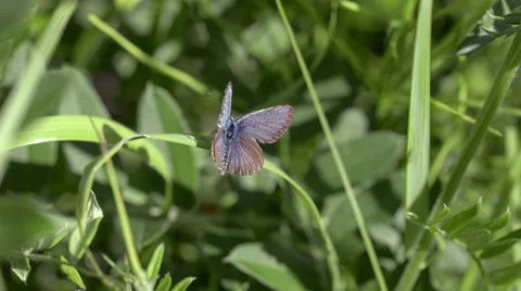 Butterfly of Lycaenidae close-up Stock Footage 52539180