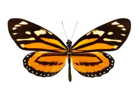 Butterfly (lycorea ceres) Stock Photos