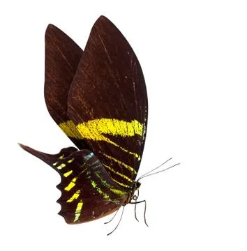 Butterfly macro background Stock Photos