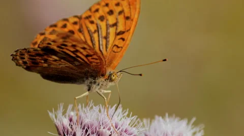 Butterfly in macro on a flower Видео 42148947