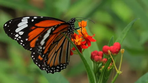 Butterfly Macro Video stock 65427011