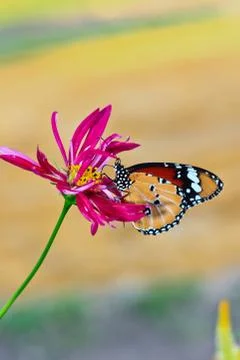 Butterfly macro Foto stock