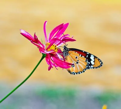 Butterfly macro Stock Photos