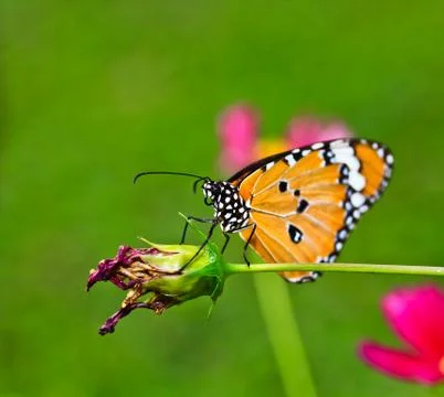 Butterfly macro Stock Photos