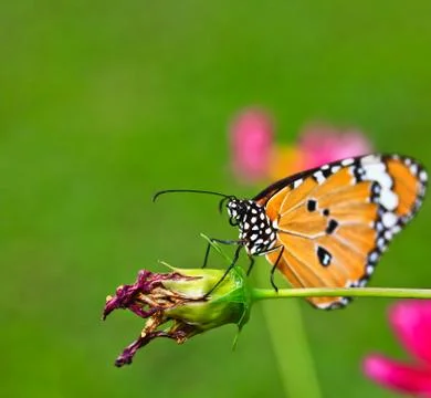 Butterfly macro Stock Photos