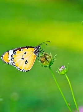 Butterfly macro Stock Photos