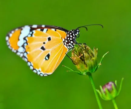 Butterfly macro Stock Photos