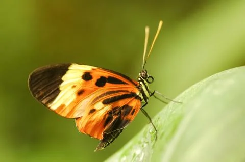Butterfly macro Stock Photos