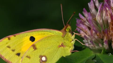 Butterfly macro portrait Stock Photos