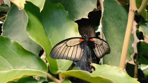 Butterfly Macro in Slow Motion Видео 122377170