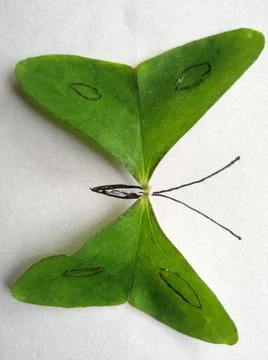 Butterfly made from Leaf Stock Photos