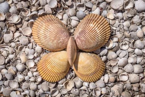 Butterfly made of shells Stock Photos