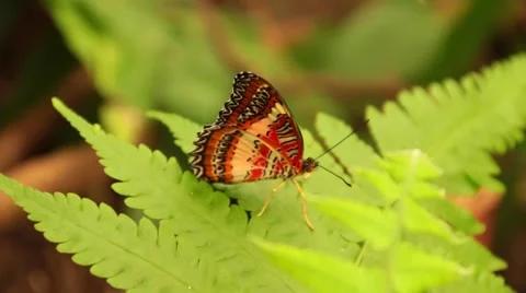 Butterfly Malay Lacewing Stock Footage 46556627
