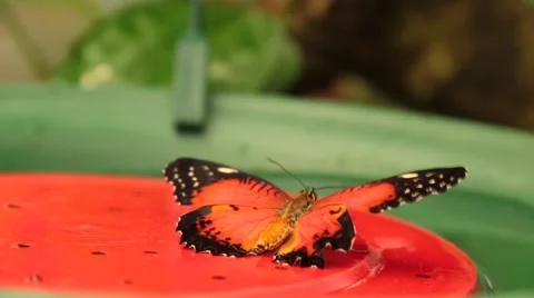 Butterfly Malay Lacewing Stock Footage 46556883